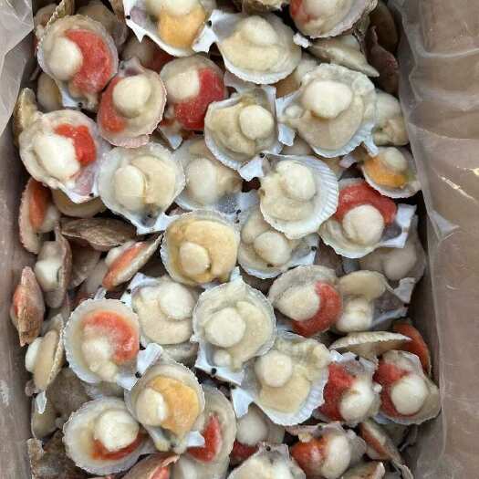 肥美小红贝半壳扇贝海鲜自助烧烤食材