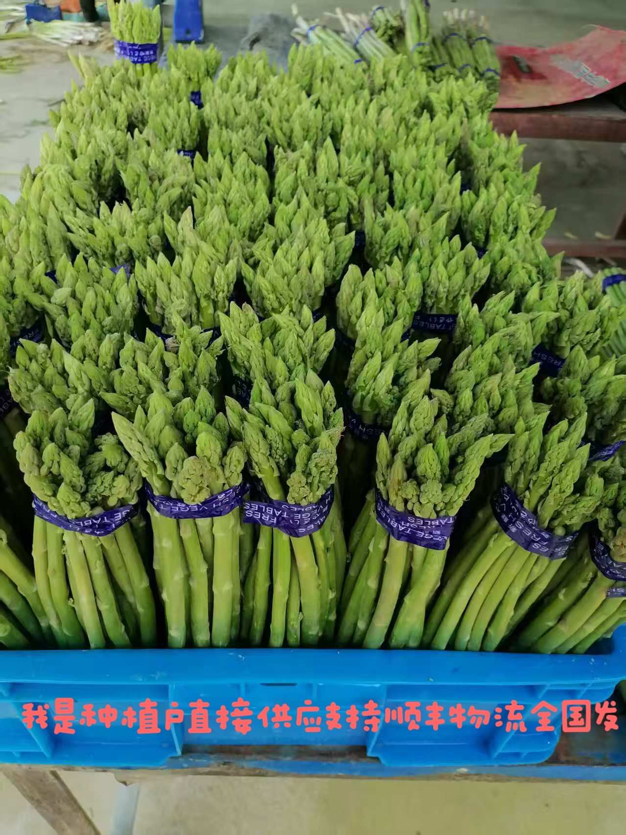 綠蘆筍安徽水源地大棚秋季蘆筍保質(zhì)保量，供貨穩(wěn)定，100畝采摘