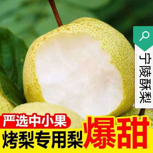 宁陵县烤梨专用酥梨，宁陵酥梨，新鲜梨子产地直发零售包邮，欢迎洽谈