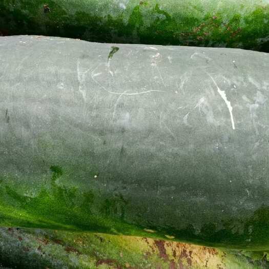 封丘县冬瓜