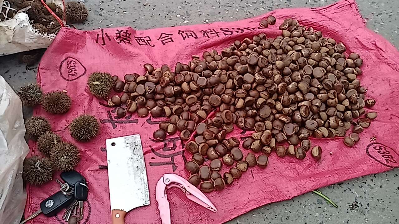 广西高山百年老树板栗：油栗：2025年板栗