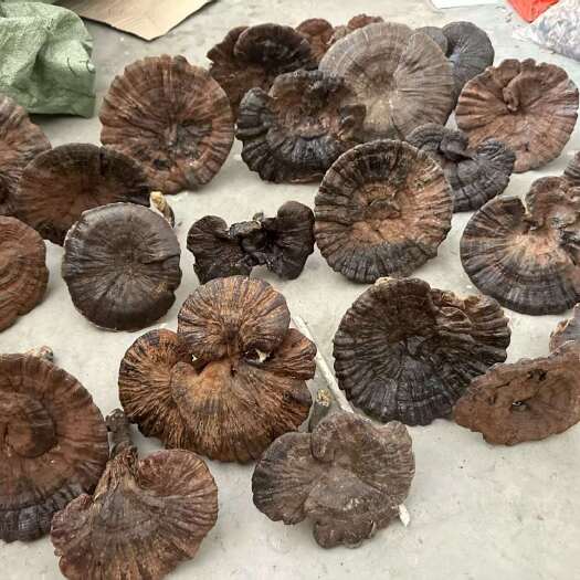 梧州灵芝十万大山灵芝黑灵芝中药材