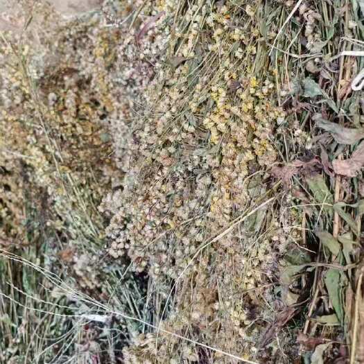 盘州市一枝黄花干货