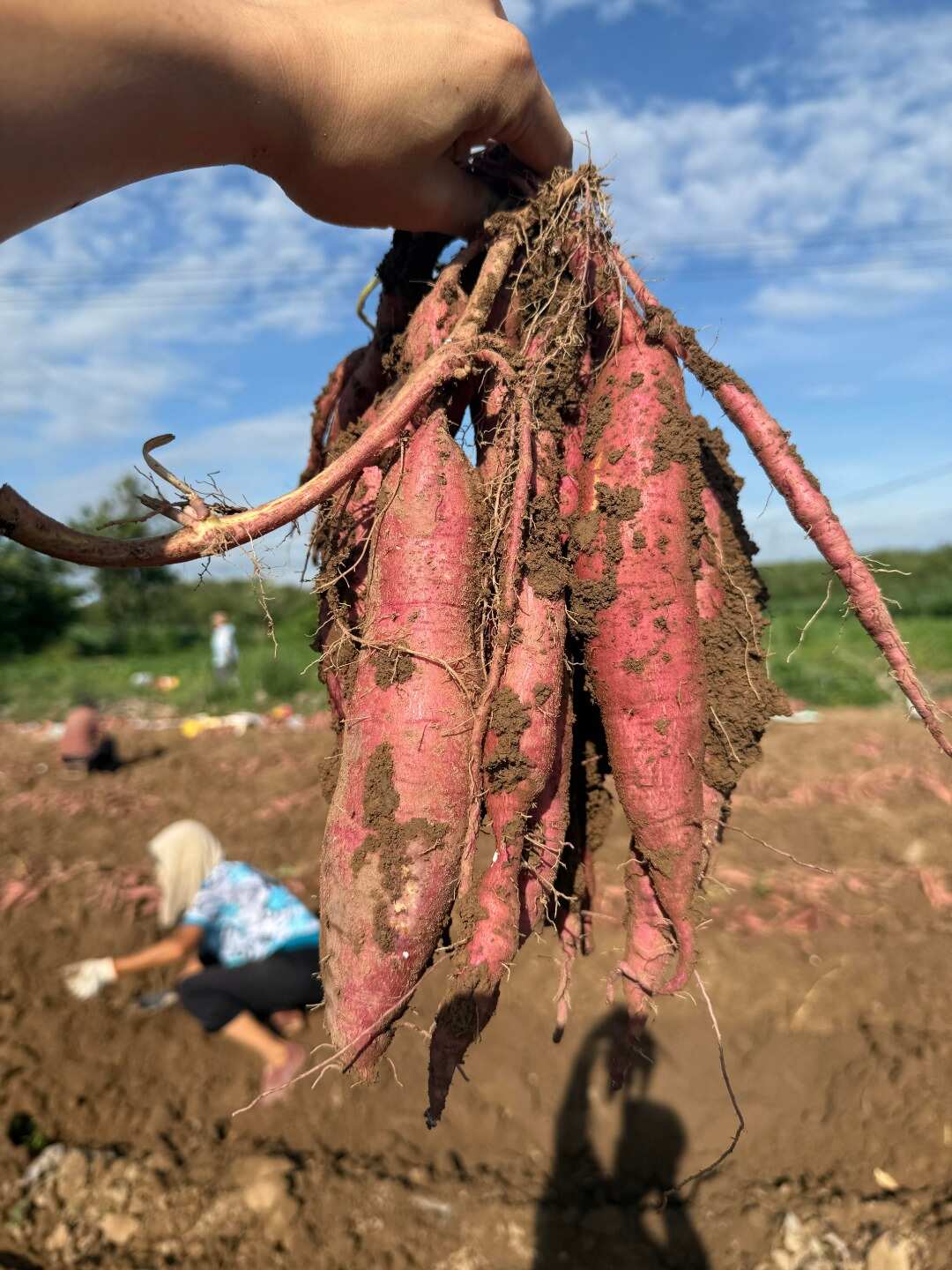 正品陕西板栗红薯甜糯非小香薯板栗批发陕西沙地超甜蜜薯包邮