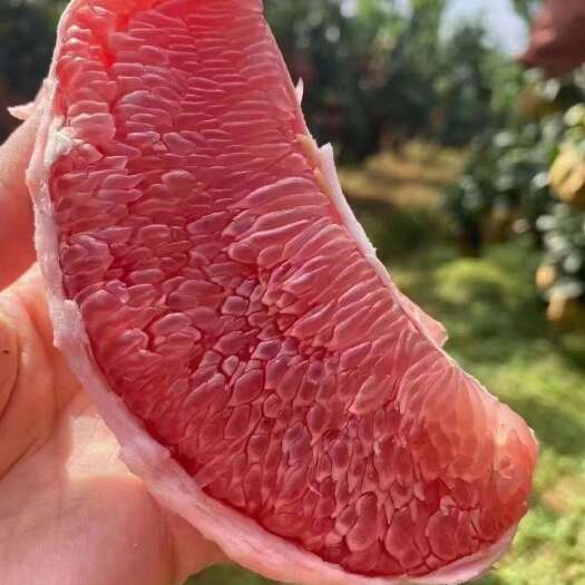 梅州梅州红肉三红蜜柚原产地大量供应电商、商超、批发零售，平板大军