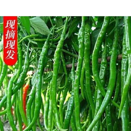 阜南县精品青皮线椒 产地直发 质量保证 提供各种打包服务 代发