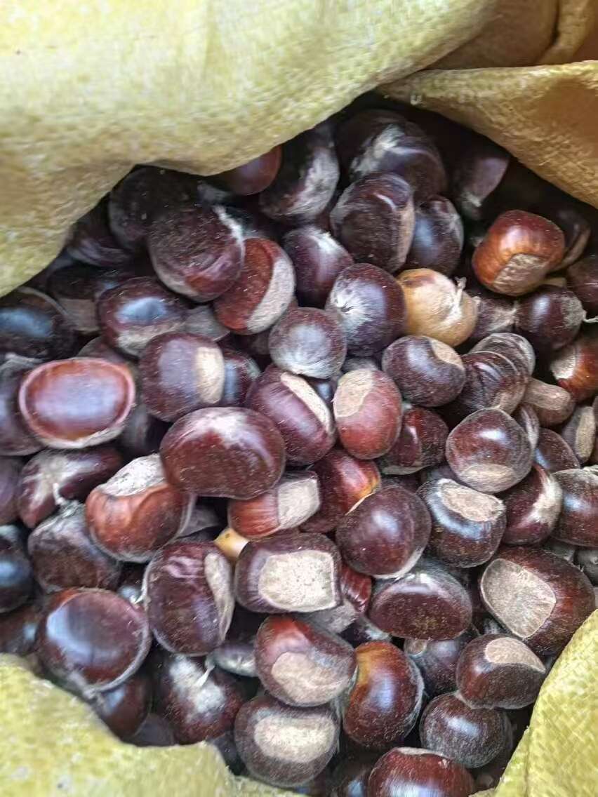 广西高山百年老树板栗：油栗：2025年板栗