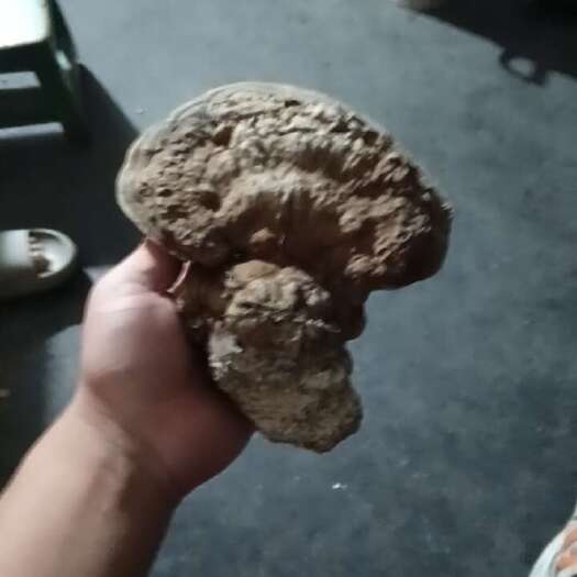东阳市木灵芝