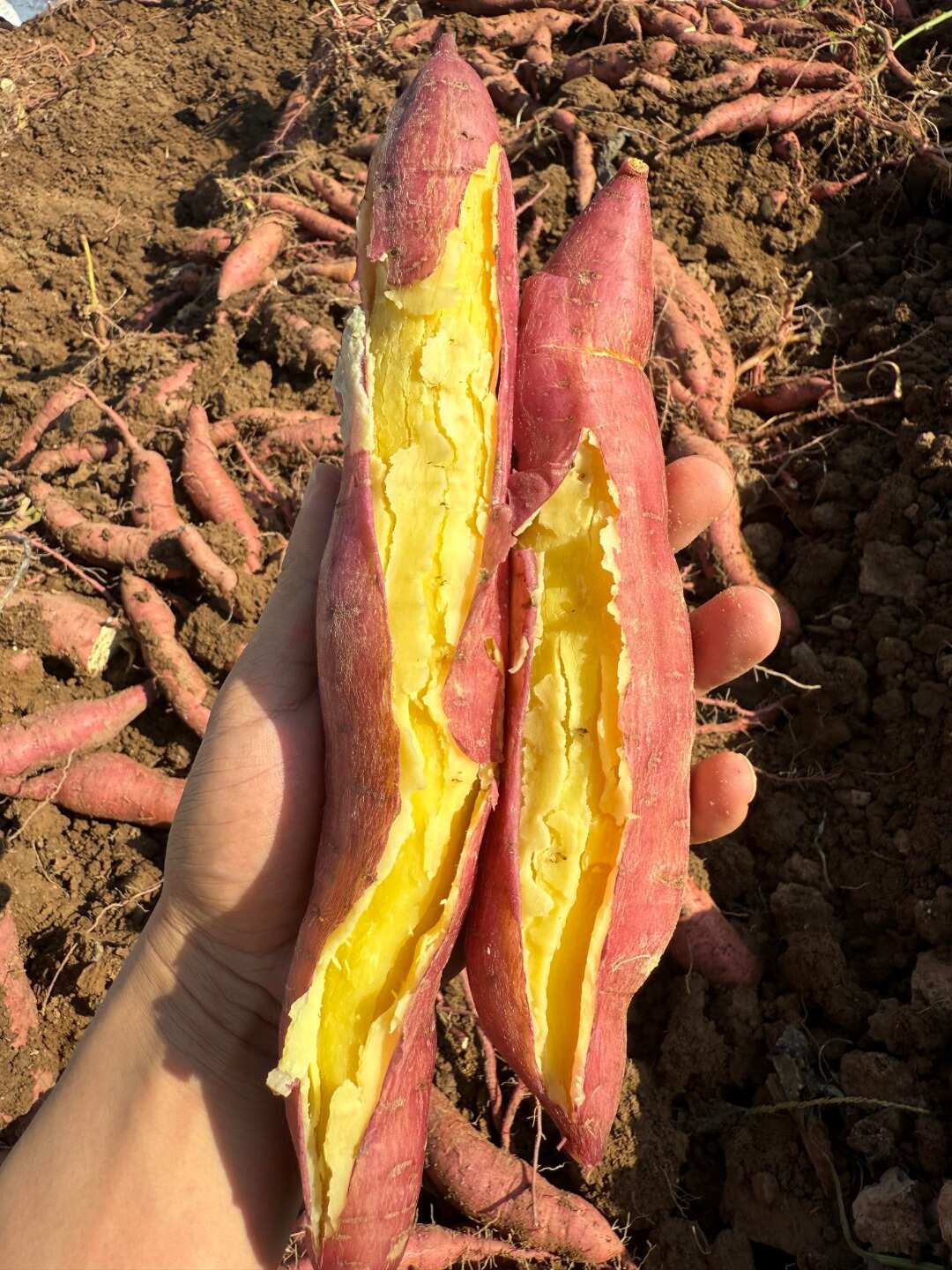 正品陕西板栗红薯甜糯非小香薯板栗批发陕西沙地超甜蜜薯包邮