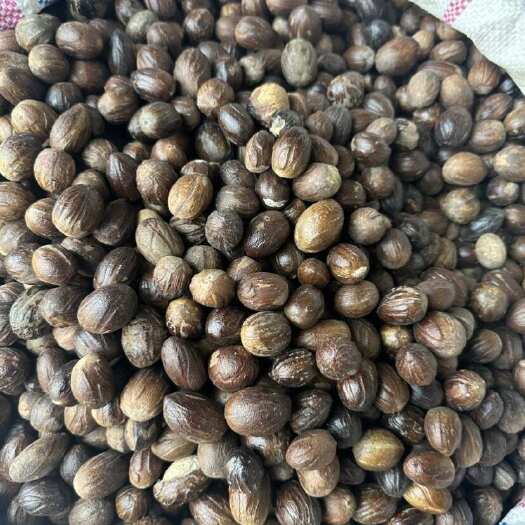 玉林精品圆香果
