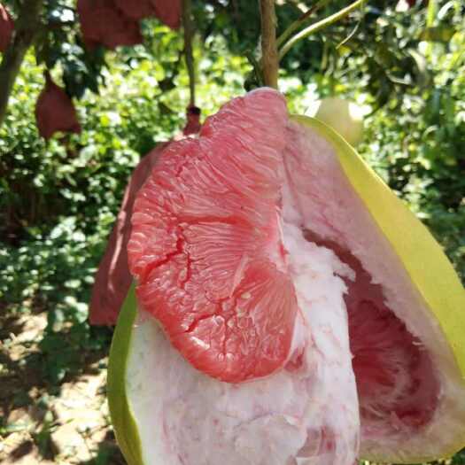 大埔县大埔蜜柚红心柚子三红柚当季新鲜水果薄皮孕妇水果送礼红柚