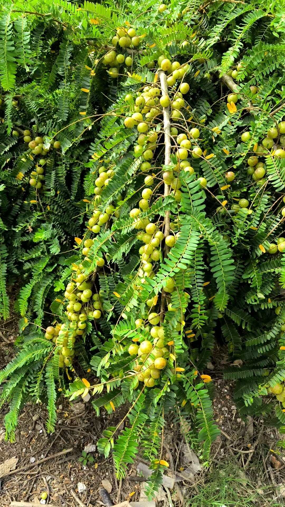矮种油甘翻花甜种油甘油甘果 榨汁生吃 腌制泡酒 每天现摘现发