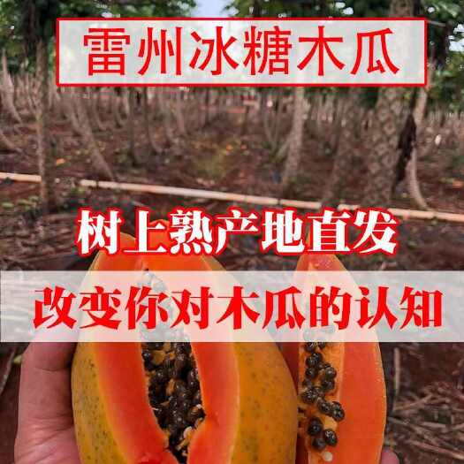 （不甜包赔 树上熟 雷州冰糖红心木瓜）新鲜水果现摘
