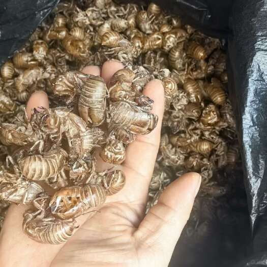 德阳蝉蜕