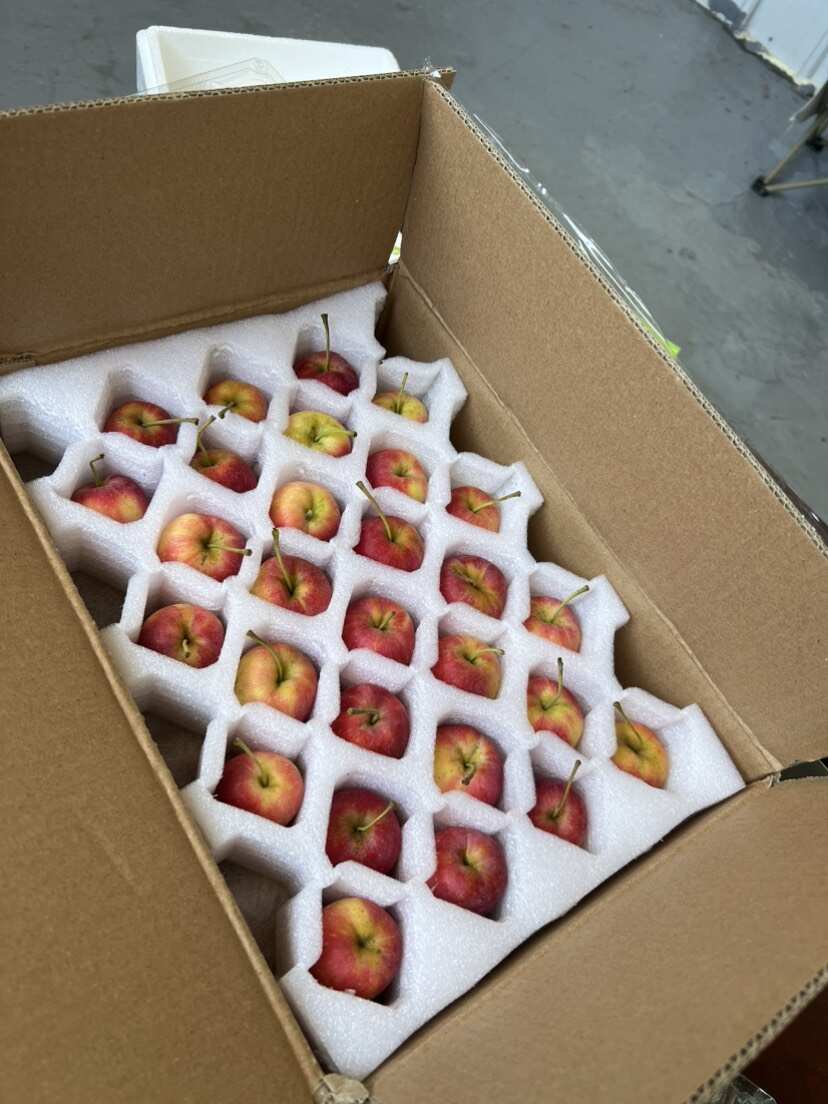 东北鸡心果，三斤五斤