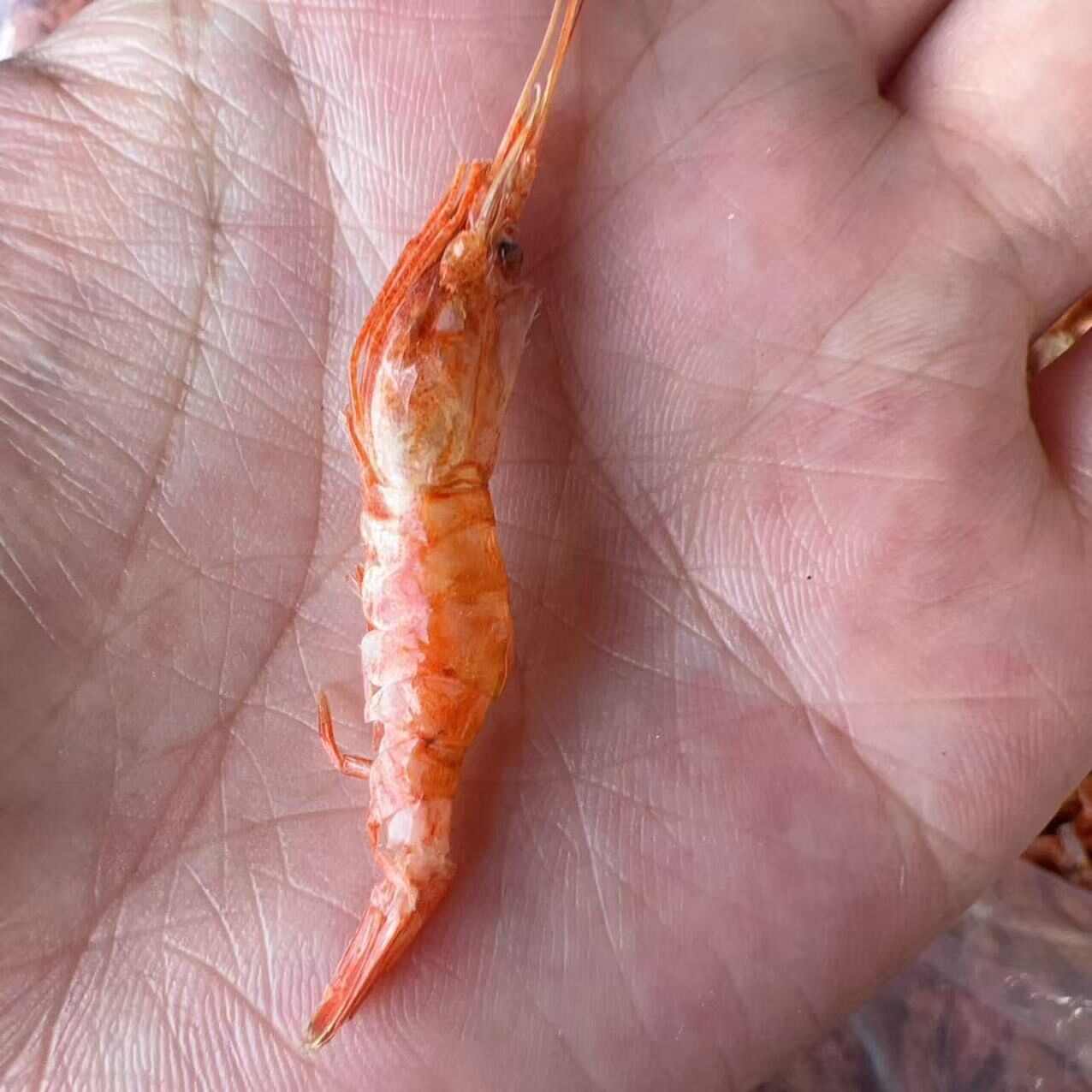 樱花虾干 地摊电商批发红虾烘干虾樱花虾干干虾河虾干