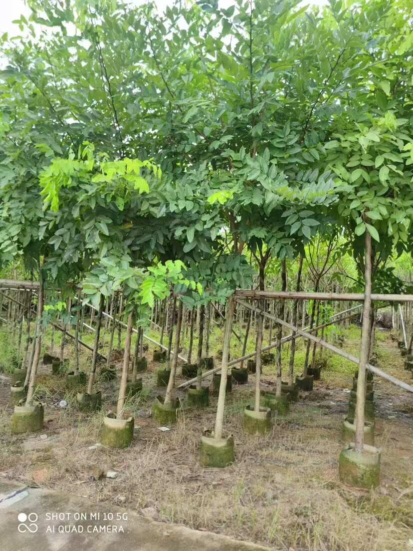 腊肠树基地直发