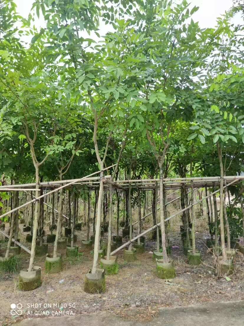 腊肠树基地直发