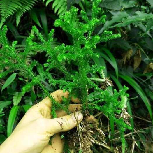 腾冲市石松草伸筋草苗新鲜石松舒筋草带土发货办公绿植