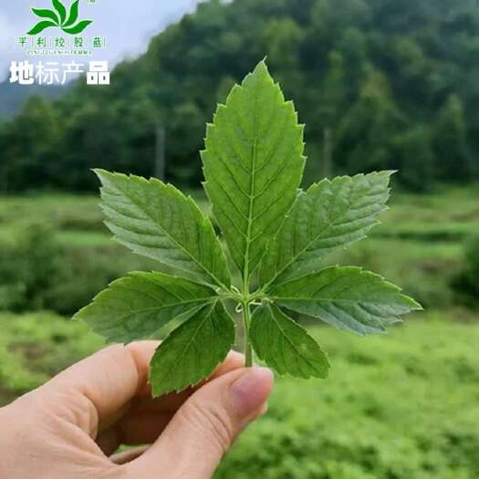 平利县陕西安康平利绞股蓝龙须茶茶 地标产品 质量保证
