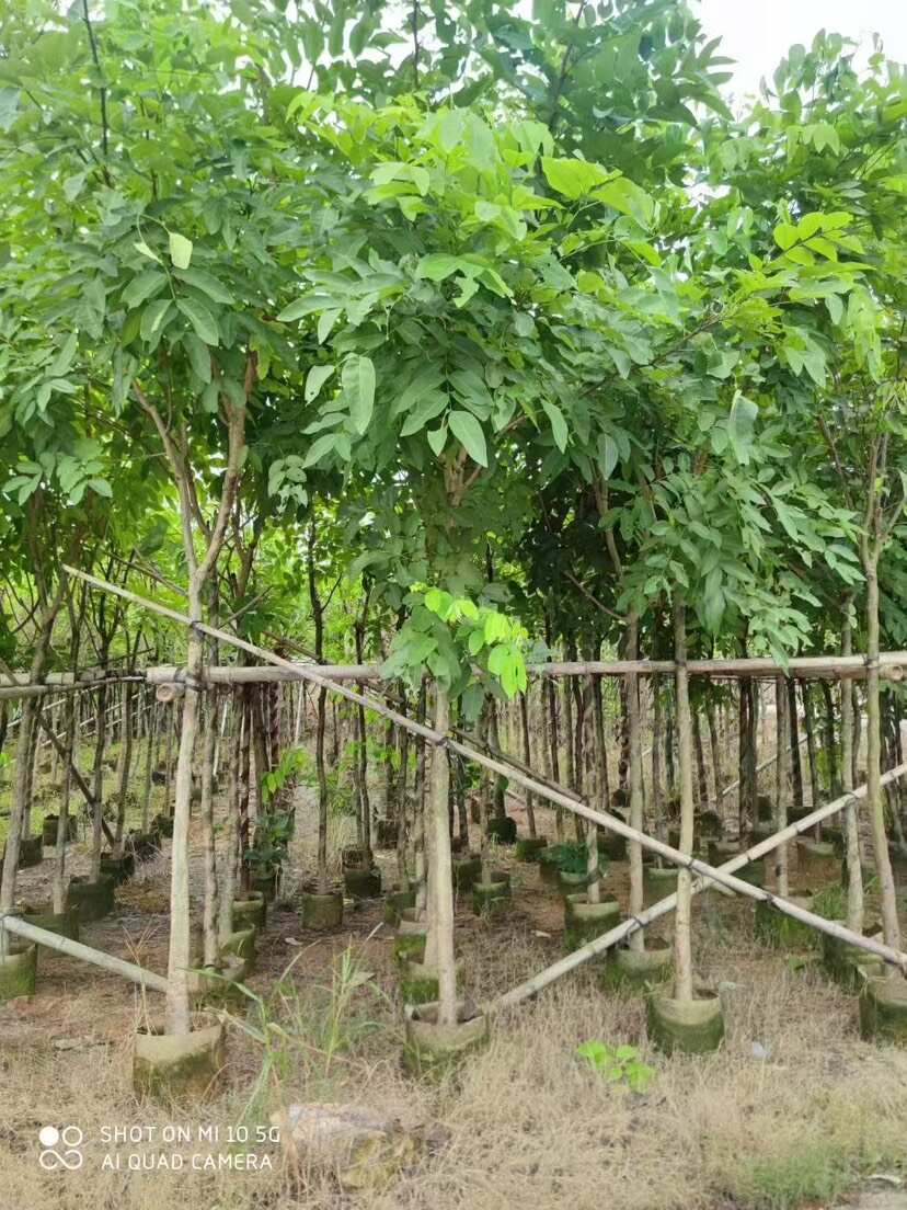 腊肠树基地直发