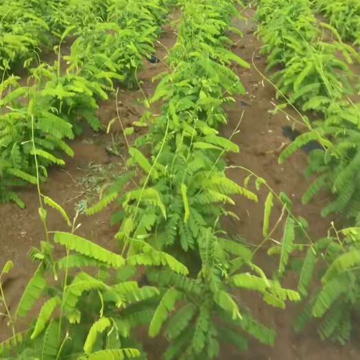 遂溪县鸡骨草相思茶