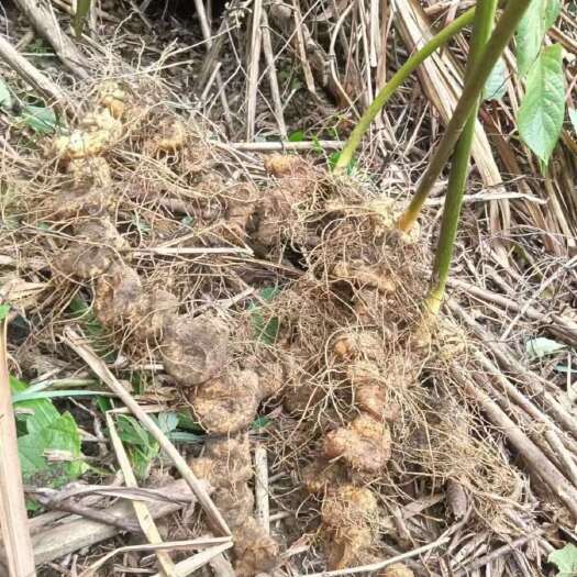 蓬安县黄精鲜货