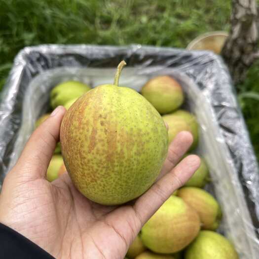 莱阳市莱阳梨 秋月梨 翡翠香梨