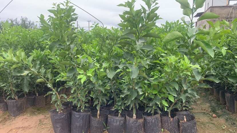 简阳市阿密达（爱媛46）耙耙柑柑