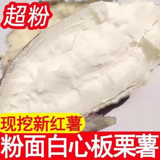 唐河县河南新鲜现挖红皮白心粉面白心板栗薯商19粉面噎人