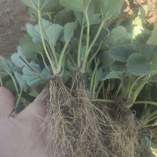 阜阳育苗基地精心养护的矮壮草莓苗。可视频、实地看苗。