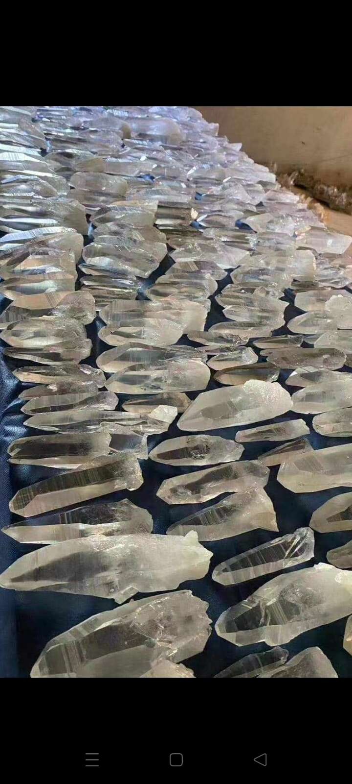 彩虹石竹  希要七彩虹竹大小及盆栽都有看中老板来电咨询谢谢