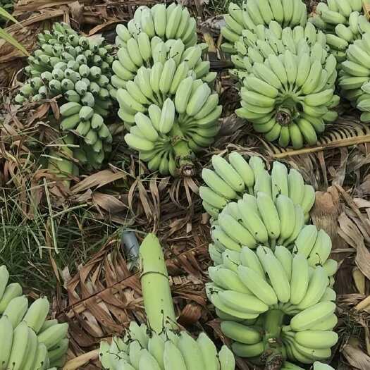 广西博白小米蕉 新鲜热带水果 香蕉类优选 产地直发