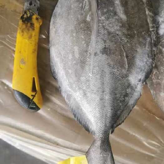 广州优质黑鲳鱼 广州黄埔发货 两个规格