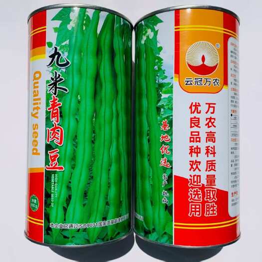 沭阳县九米青肉豆架豆种子中早熟嫩荚绿色嫩荚肉厚耐热高抗锈病架豆种子