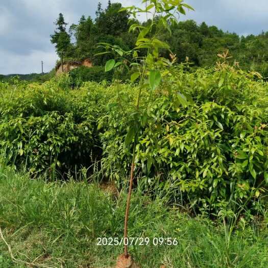 攸县楠木苗楠木袋苗，金丝楠木小苗，桢楠树苗