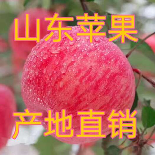 沂源县红富士苹果 苹果产地批发脆甜多汁 全年供应