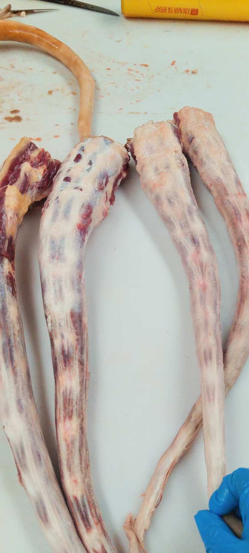 牛尾巴。 山东阳信牛尾 批发供应 多种运输方式