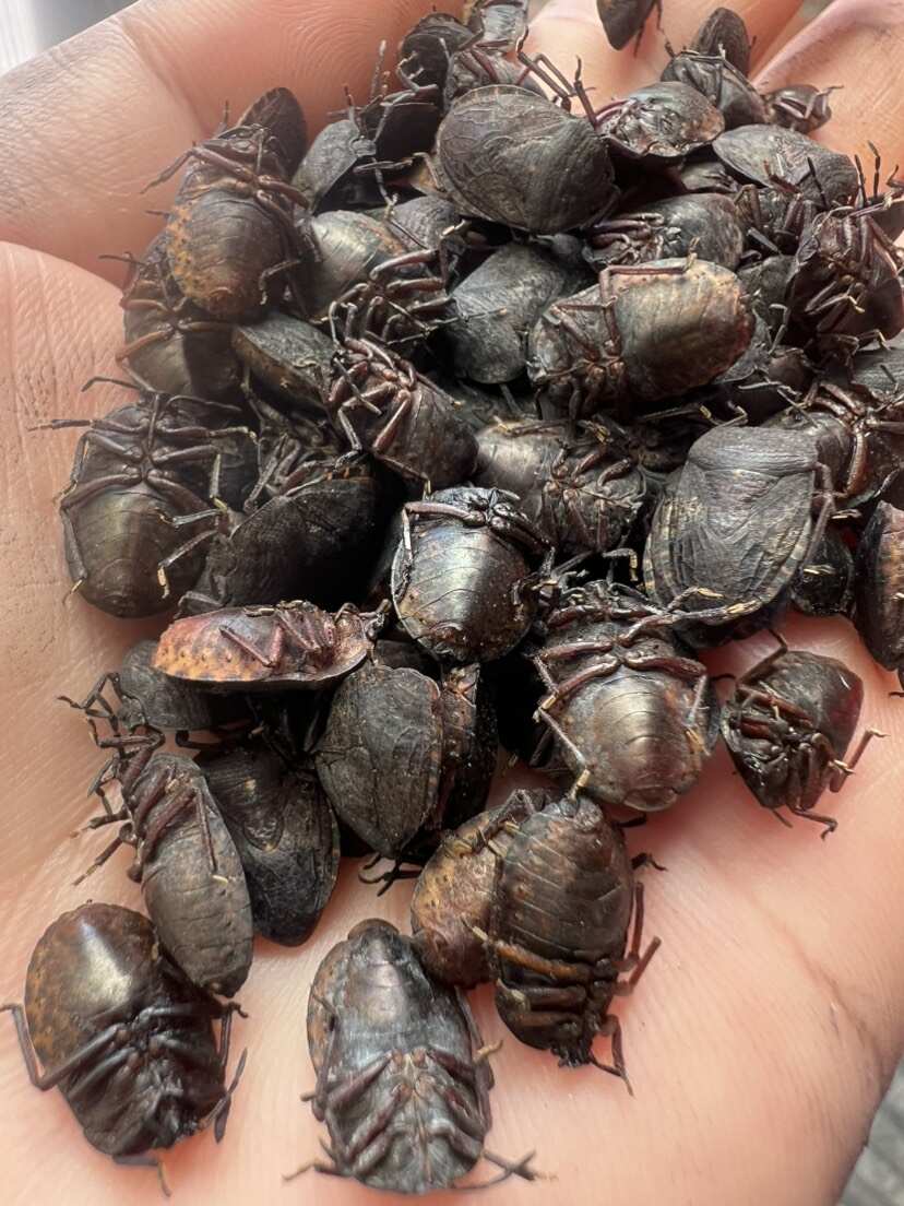 ￼天然九香虫￼，农户采摘聚集地￼价格实惠