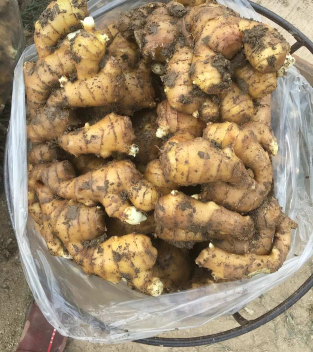 山东老姜批发●产地直供●货源非常稳定●品质有保障 欢迎咨询