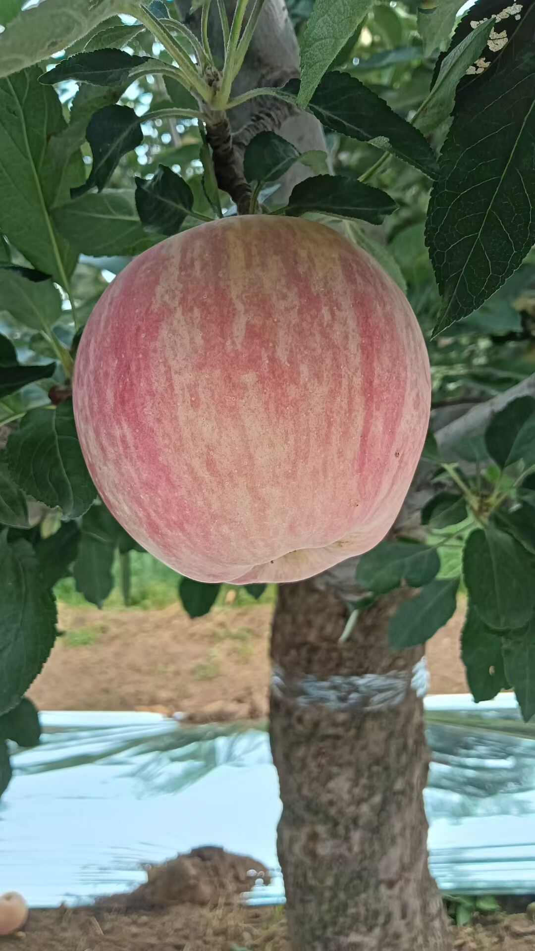 山西运城万荣青苹果 新鲜水果核果仁果类优质苹果