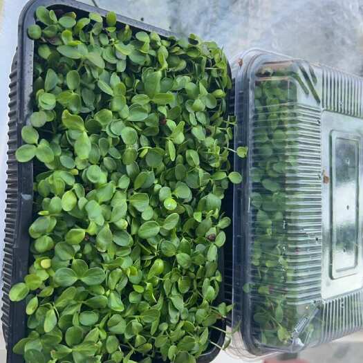 潍坊山东潍坊香椿芽 新鲜芽苗类蔬菜 直供产地