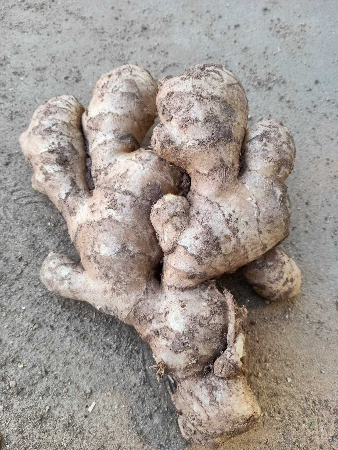 山东老姜批发●产地直供●货源非常稳定●品质有保障 欢迎咨询