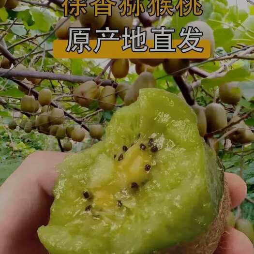 眉县陕西眉县徐香猕猴桃 新鲜水果 可溯源产地直发