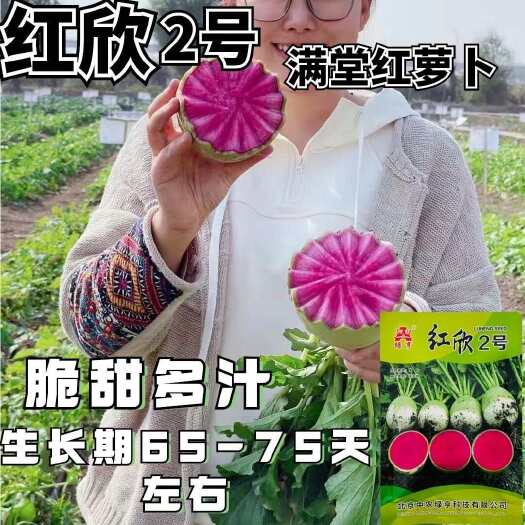 沭阳县红欣2号杂交满堂红萝卜种子脆甜多汁速生长高产大田基地种植萝卜