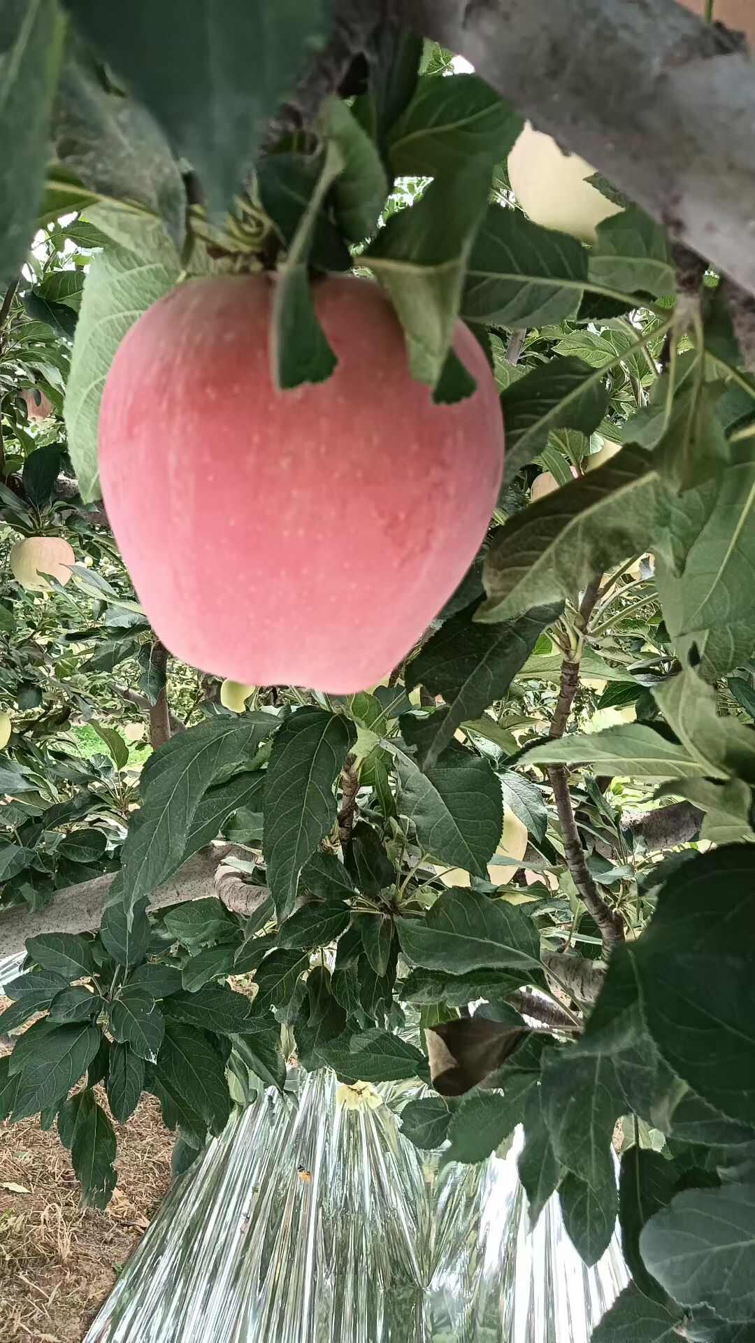 山西运城万荣青苹果 新鲜水果核果仁果类优质苹果