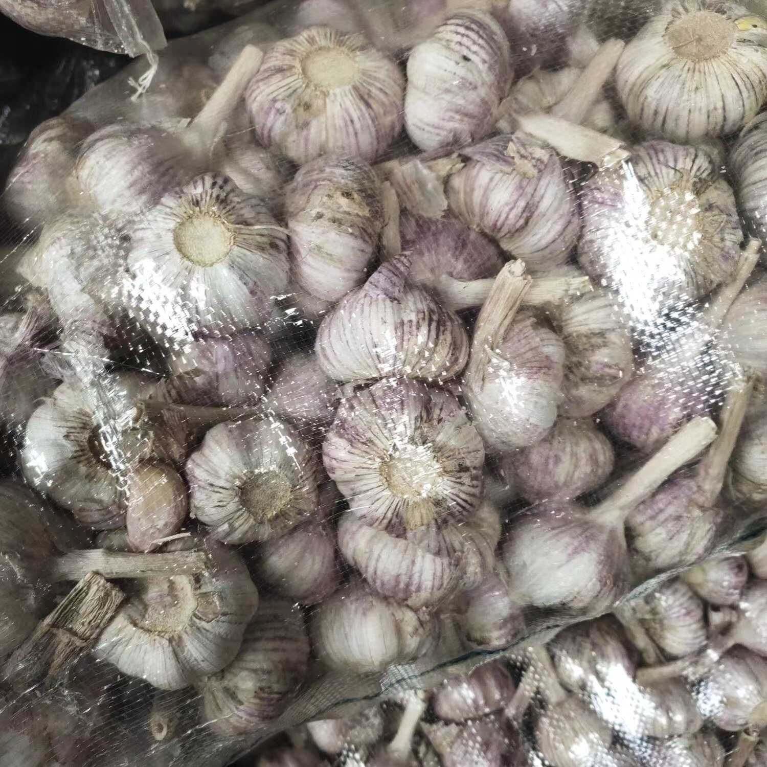 精品大蒜 紫皮大蒜  电商直供  代发全国市场  产地直发