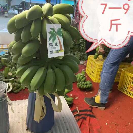 广西小米蕉串蕉一件代发