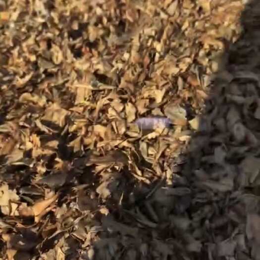 玉林八角叶