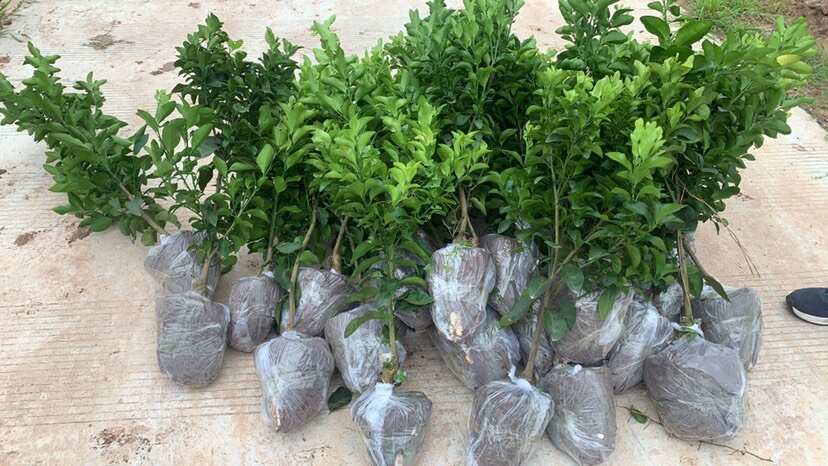 简阳市砂糖橘苗（带土球）